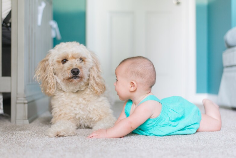 Iloinen vauva sinisessä asussa kokolattiamatolla verhoilulla lattialla, seuranaan vaalea kiharakarvainen koira.