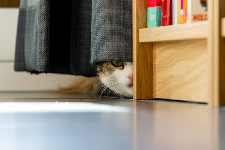 Kissa piilossa lattialla, verhon takana.