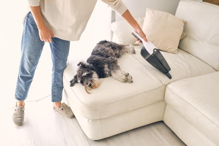Henkilö käyttää kannettavaa imuria puhdistaakseen sohvaa, jolla makaa koira.